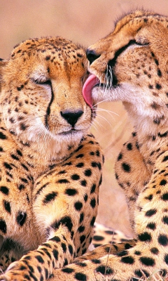 South African Cheetahs wallpaper 240x400