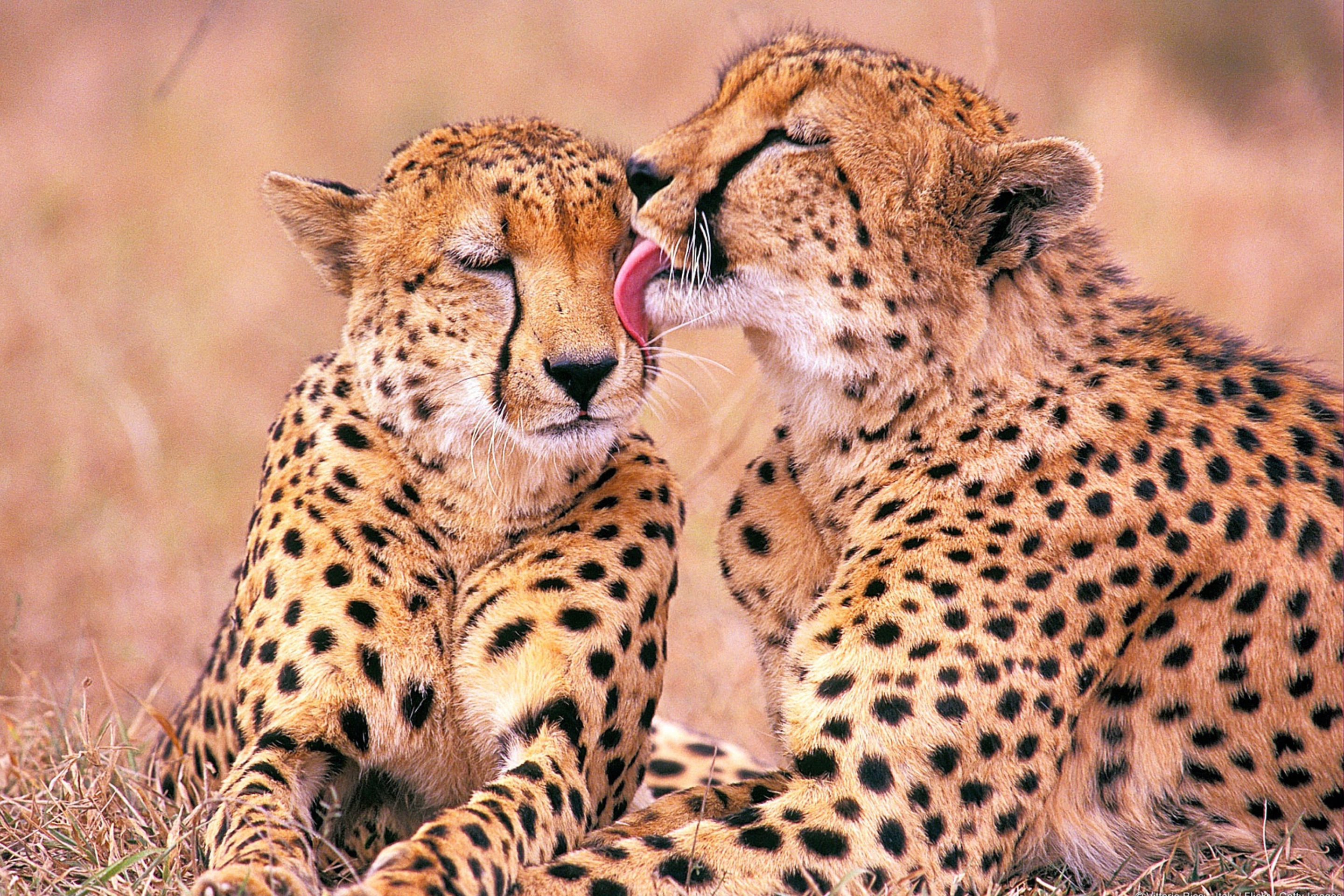 South African Cheetahs wallpaper 2880x1920