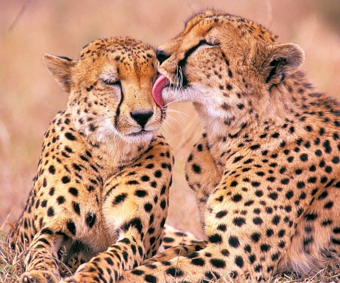 South African Cheetahs wallpaper 480x400