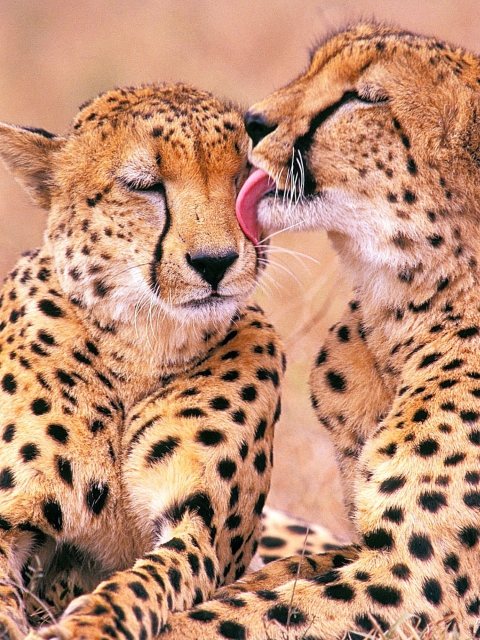 Обои South African Cheetahs 480x640