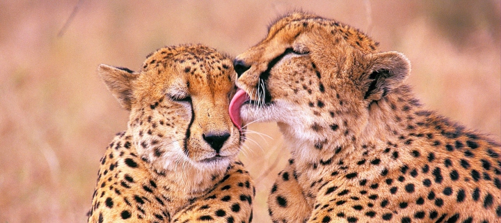 Screenshot №1 pro téma South African Cheetahs 720x320