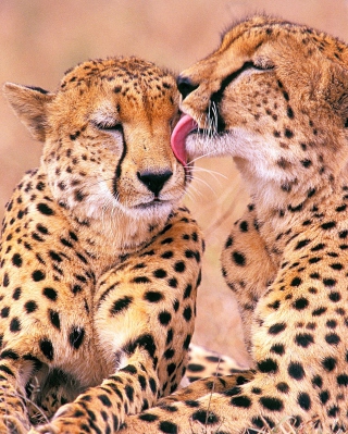 South African Cheetahs - Fondos de pantalla gratis para Nokia 5530 XpressMusic