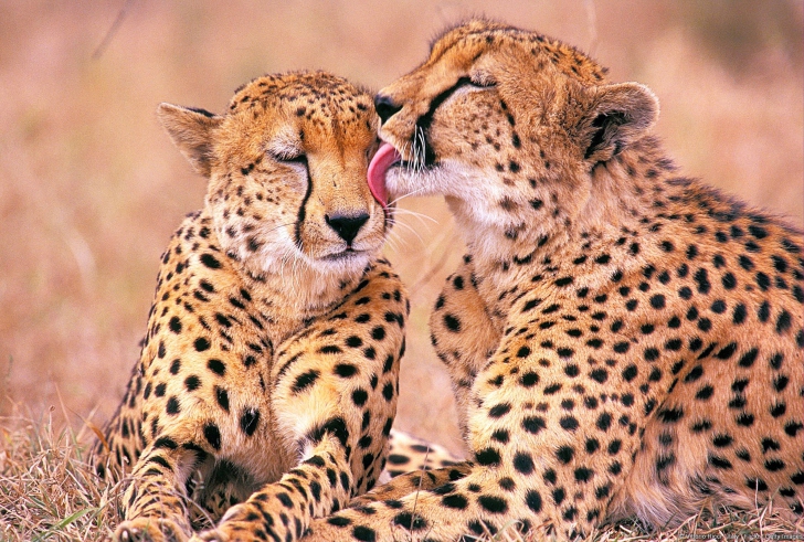Обои South African Cheetahs