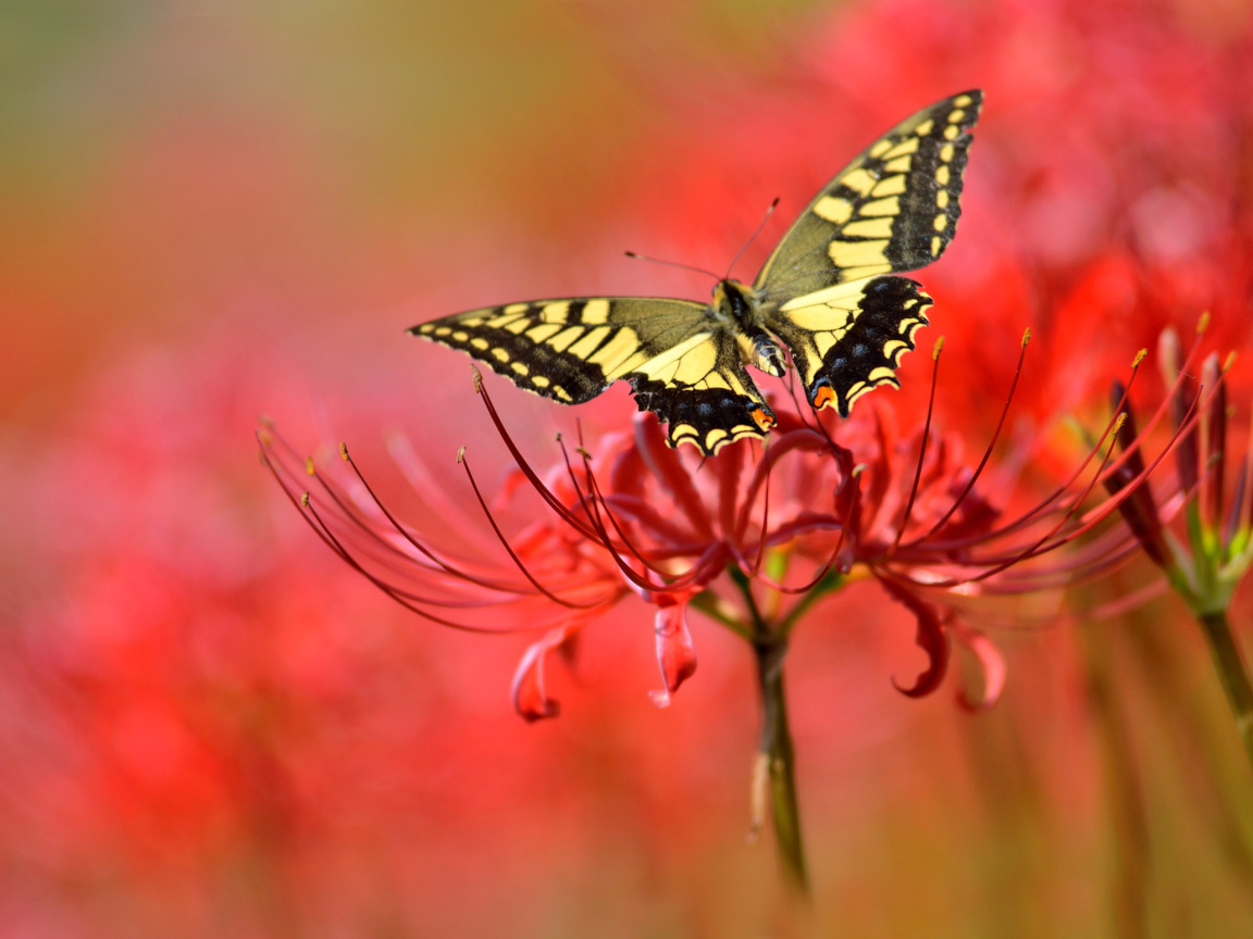 Screenshot №1 pro téma Macro Butterfly and Red Flower 1152x864