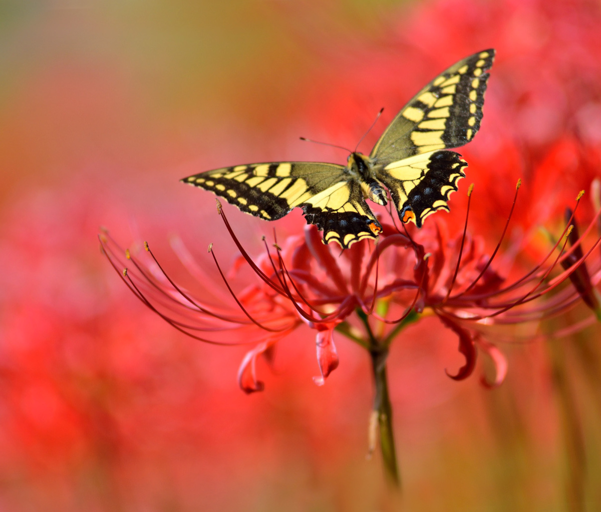 Fondo de pantalla Macro Butterfly and Red Flower 1200x1024