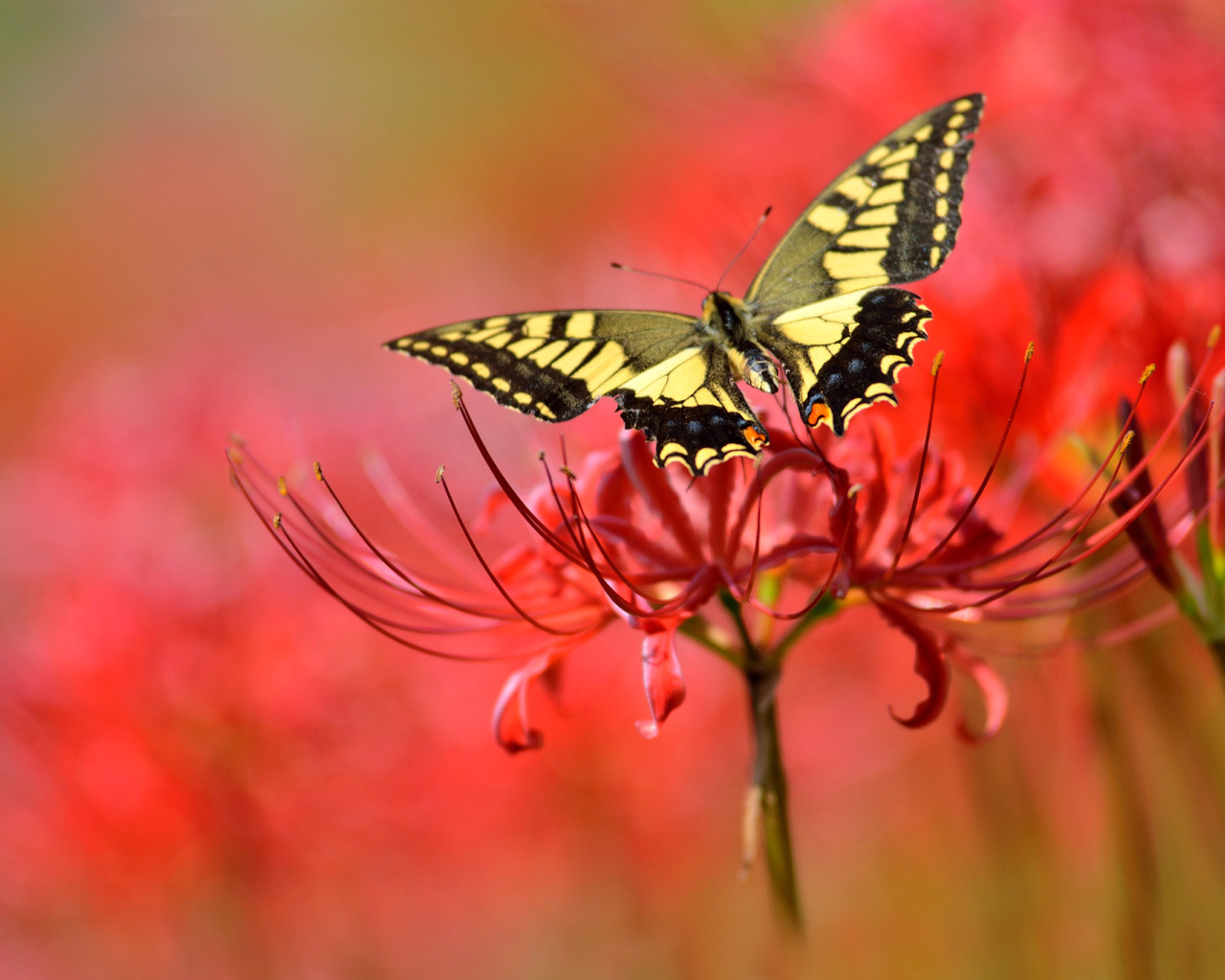 Das Macro Butterfly and Red Flower Wallpaper 1280x1024
