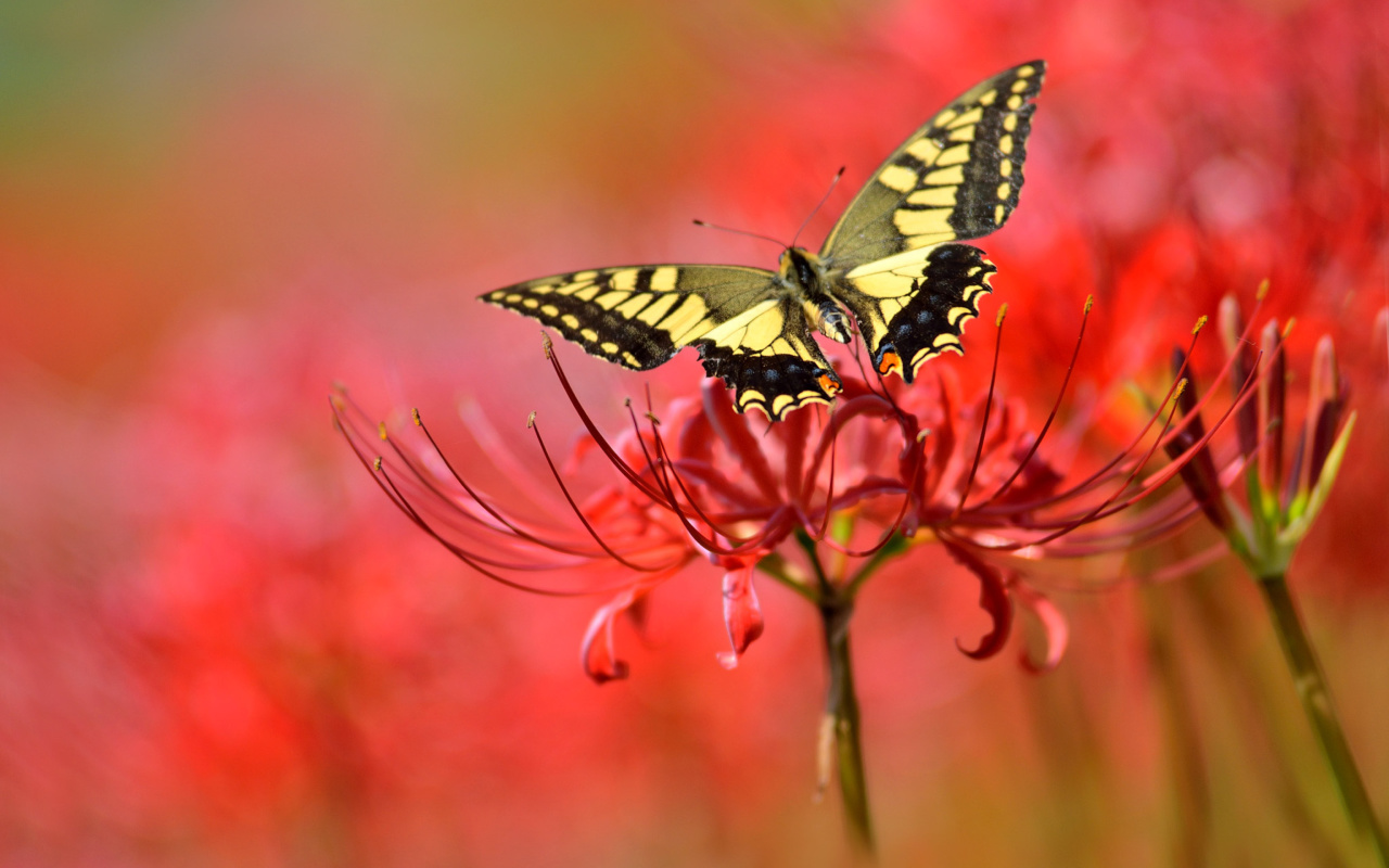 Screenshot №1 pro téma Macro Butterfly and Red Flower 1280x800