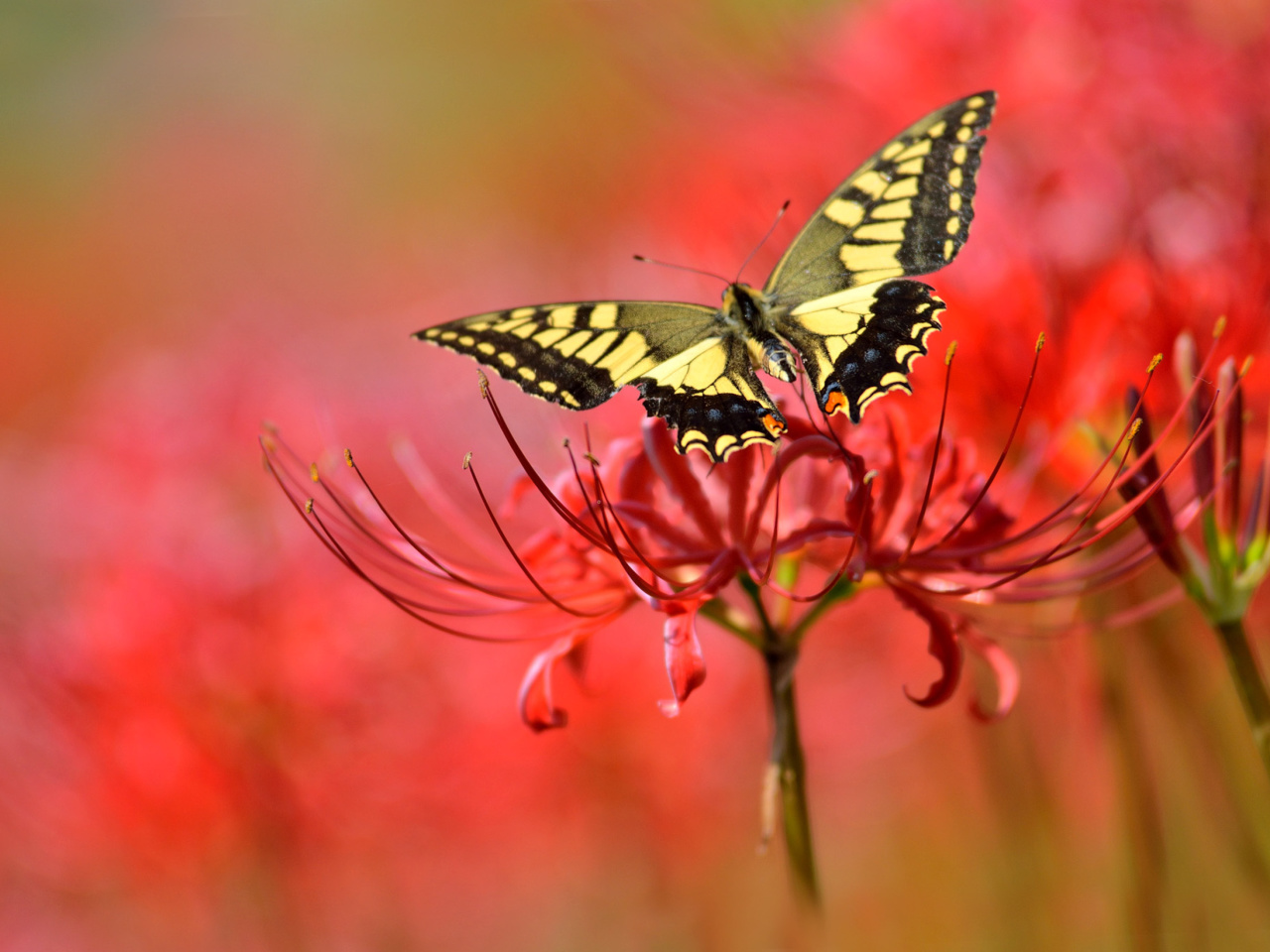 Обои Macro Butterfly and Red Flower 1280x960