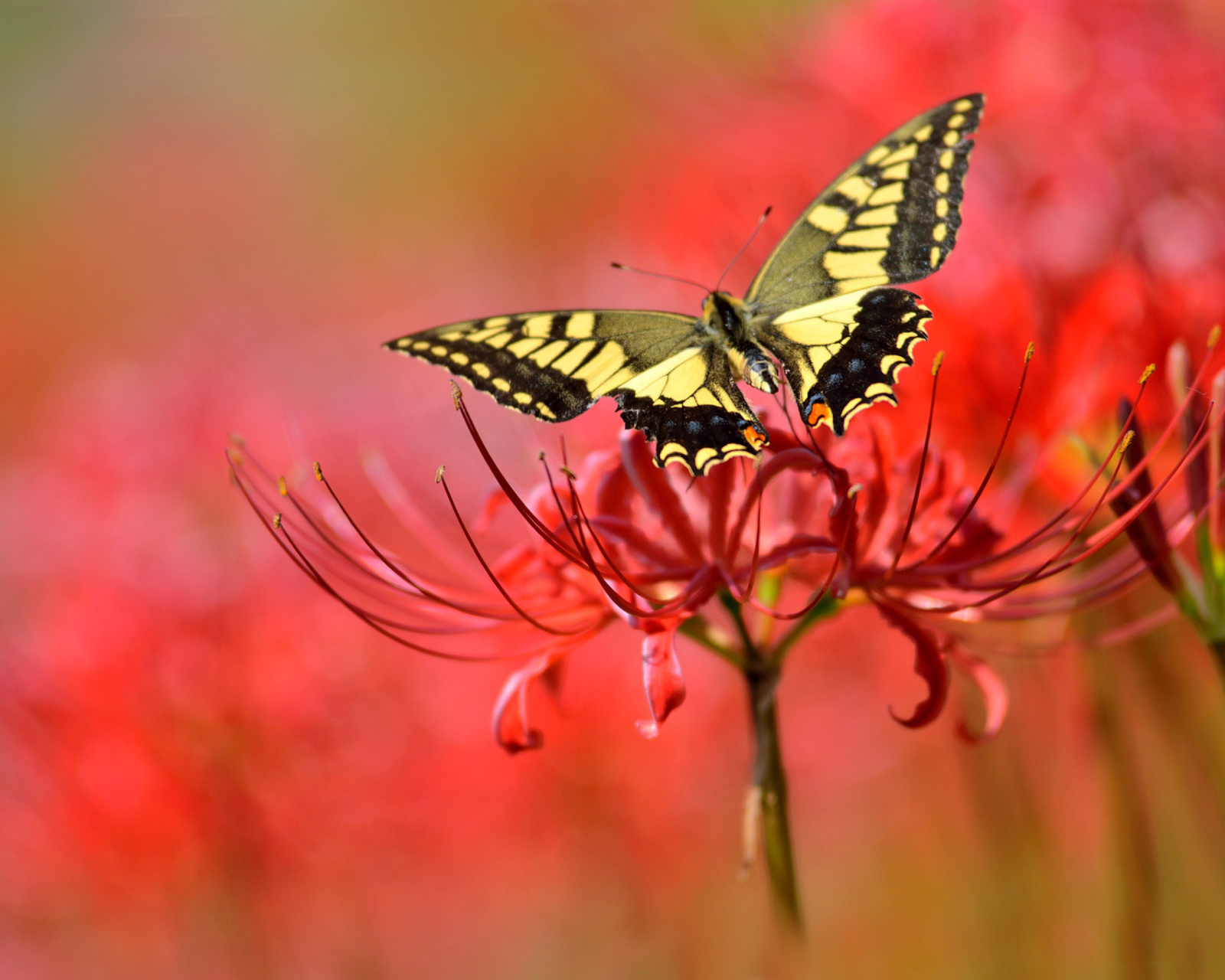 Sfondi Macro Butterfly and Red Flower 1600x1280