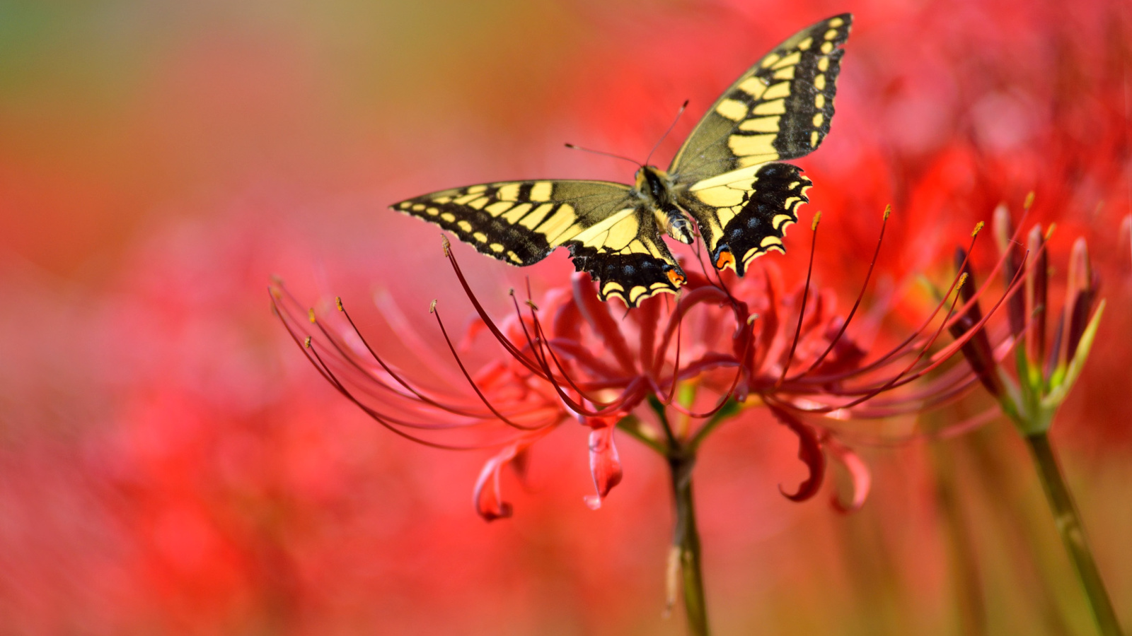 Fondo de pantalla Macro Butterfly and Red Flower 1600x900