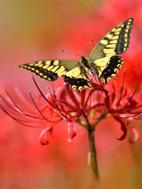 Macro Butterfly and Red Flower screenshot #1 480x640