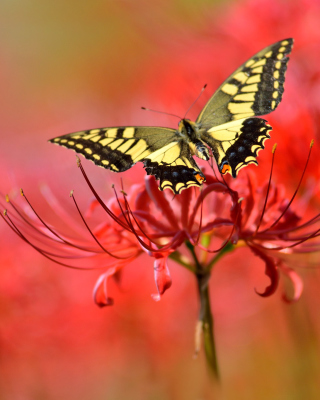 Macro Butterfly and Red Flower - Fondos de pantalla gratis para Nokia 5800 XpressMusic