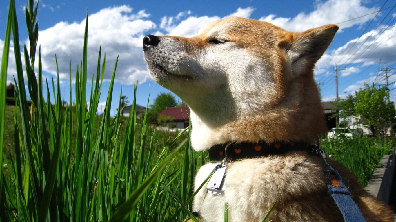 Screenshot №1 pro téma Shiba Inu 1366x768