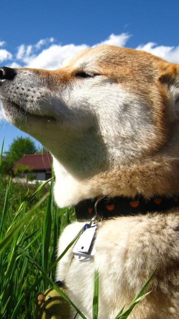 Screenshot №1 pro téma Shiba Inu 360x640