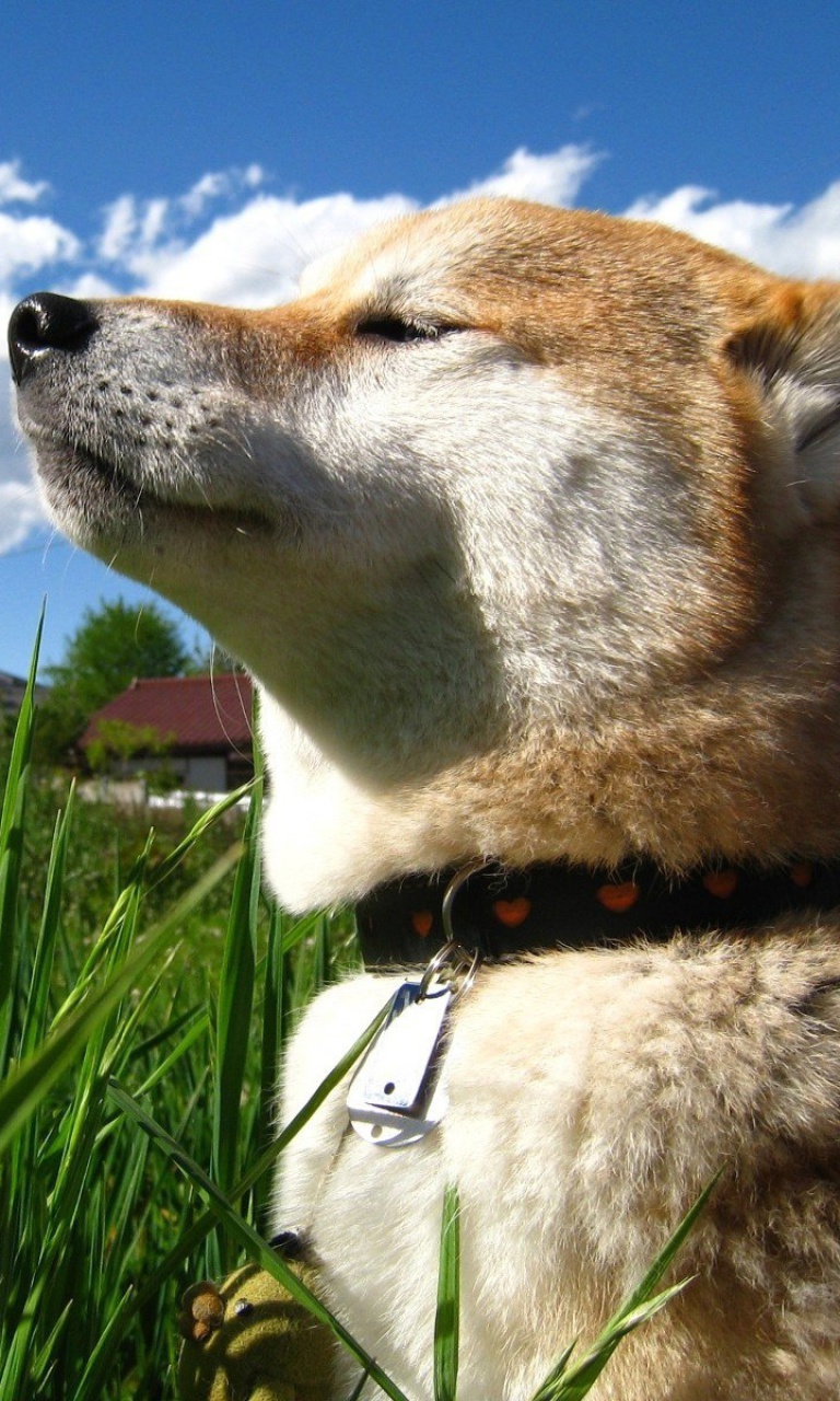 Screenshot №1 pro téma Shiba Inu 768x1280