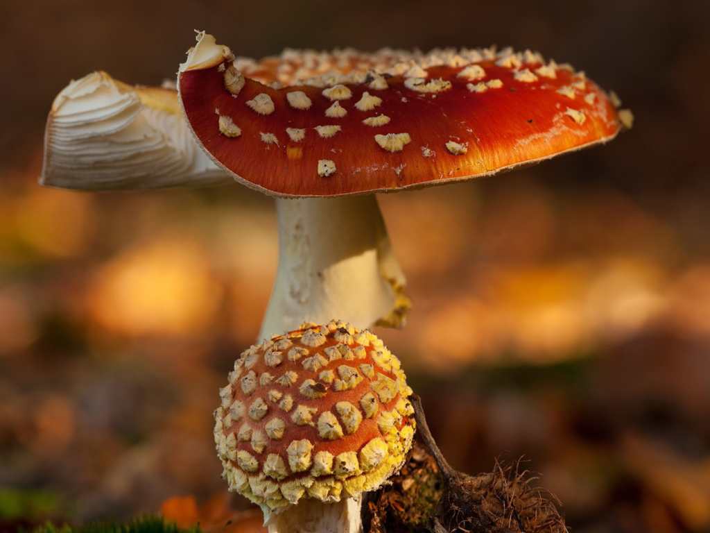 Sfondi Mushroom - Amanita 1024x768