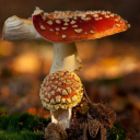 Sfondi Mushroom - Amanita 128x128