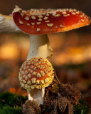 Fondo de pantalla Mushroom - Amanita 128x160
