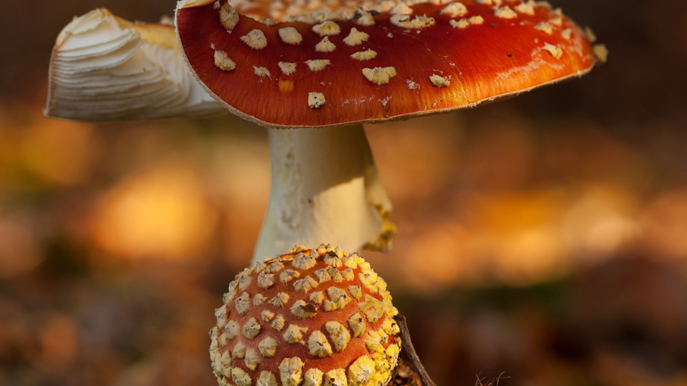 Mushroom - Amanita screenshot #1 1366x768