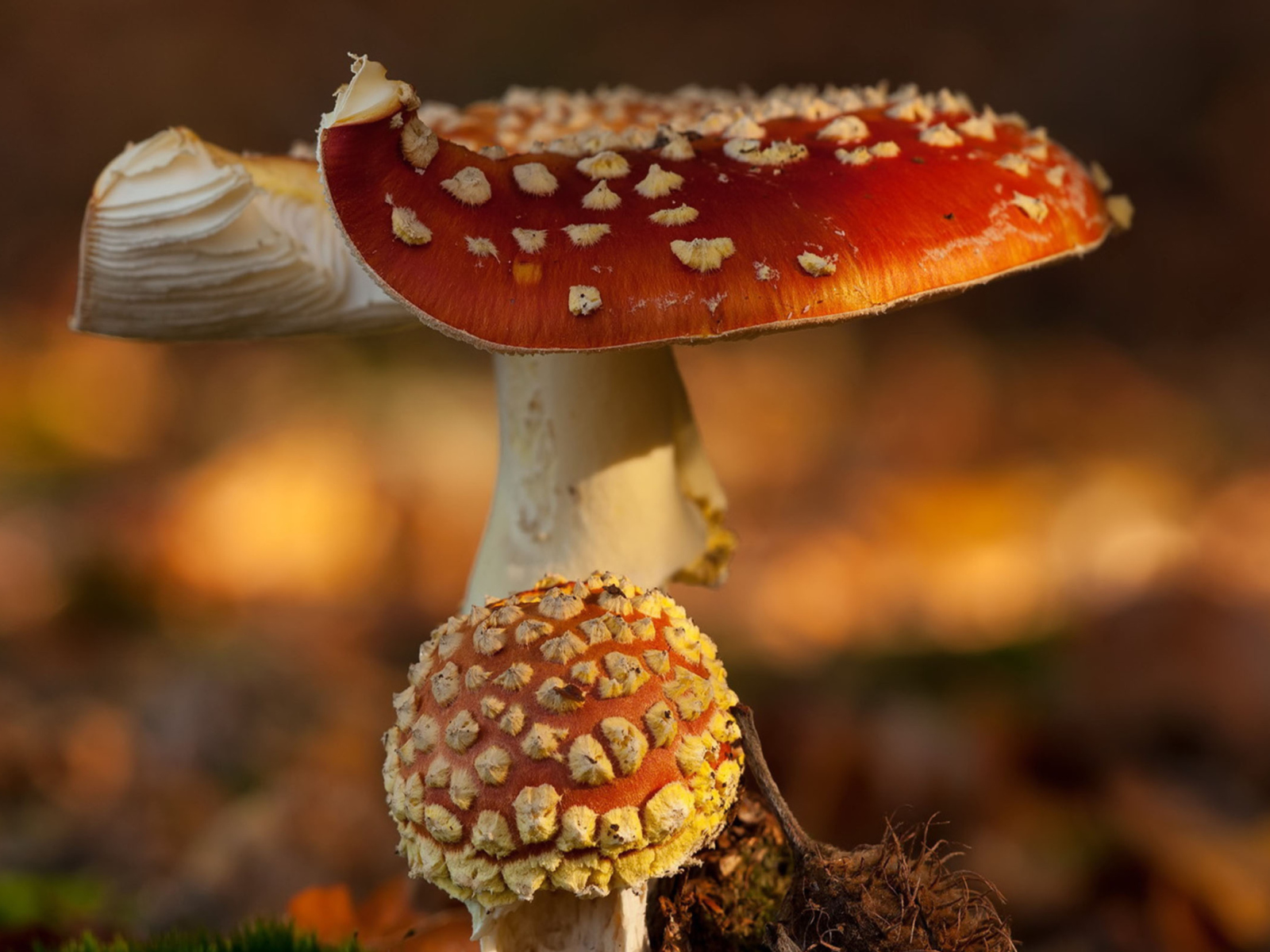 Fondo de pantalla Mushroom - Amanita 1600x1200