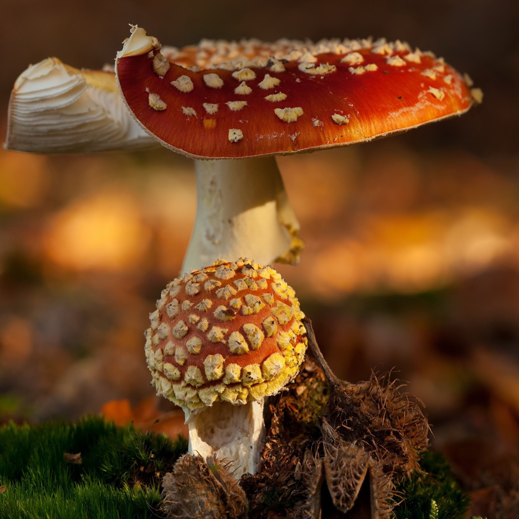 Das Mushroom - Amanita Wallpaper 2048x2048