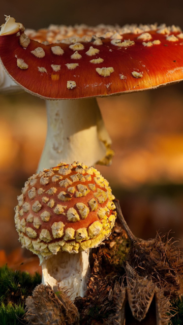 Das Mushroom - Amanita Wallpaper 360x640