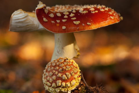 Обои Mushroom - Amanita 480x320