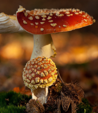 Mushroom - Amanita - Obrázkek zdarma pro 480x800