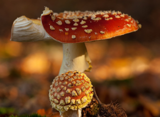 Mushroom - Amanita Background for Android, iPhone and iPad