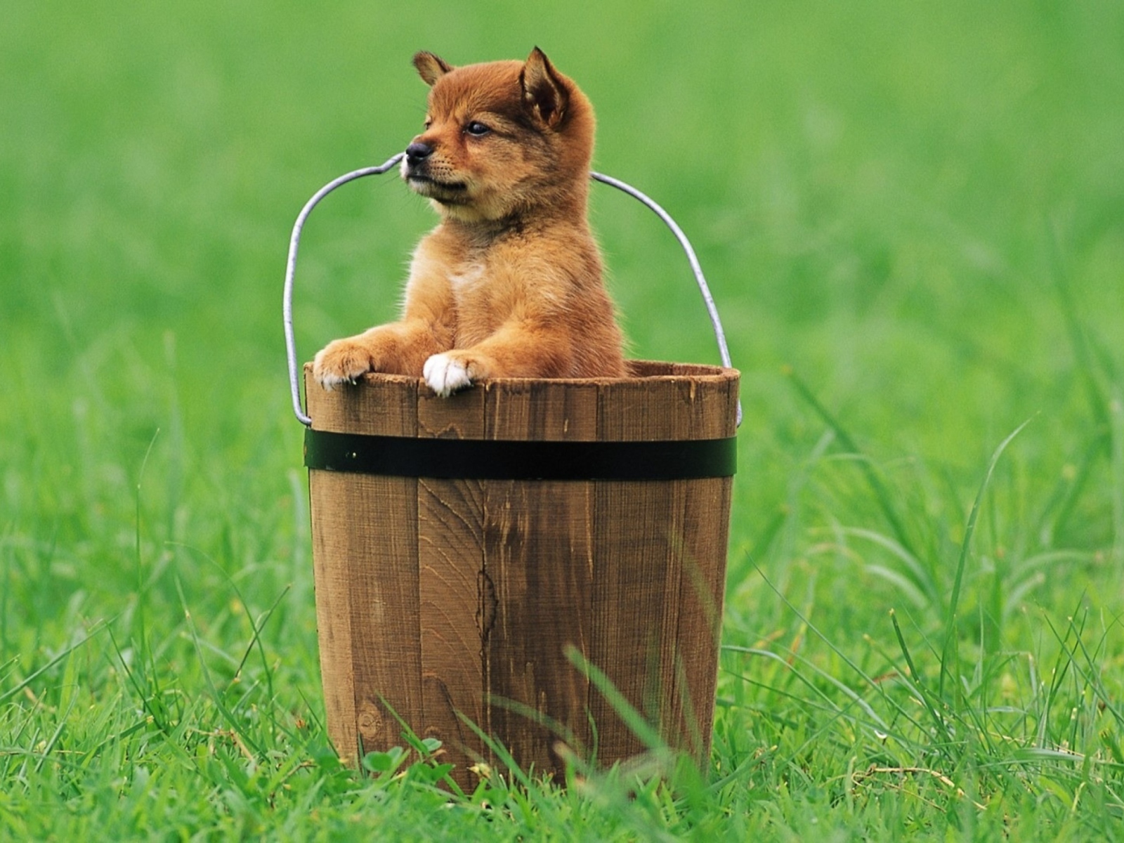 Fondo de pantalla Puppy Dog In Bucket 1600x1200