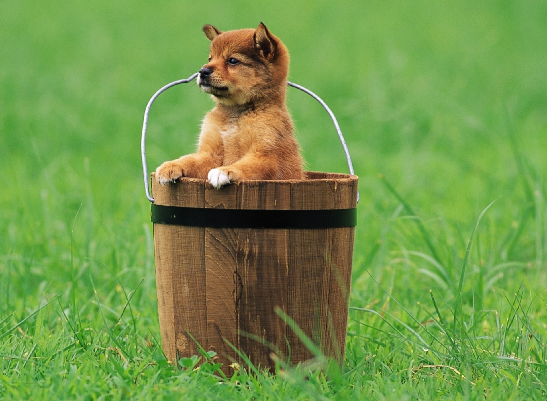Puppy Dog In Bucket screenshot #1 1920x1408