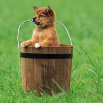 Sfondi Puppy Dog In Bucket 208x208