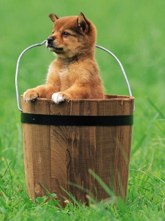 Das Puppy Dog In Bucket Wallpaper 240x320