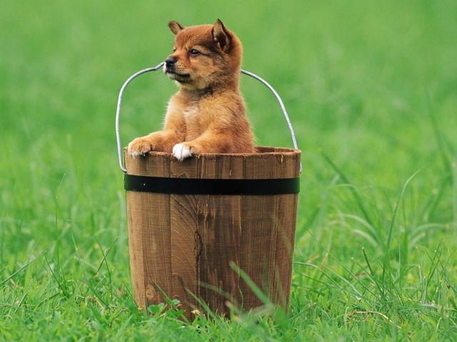 Das Puppy Dog In Bucket Wallpaper 640x480