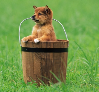 Puppy Dog In Bucket papel de parede para celular para iPad