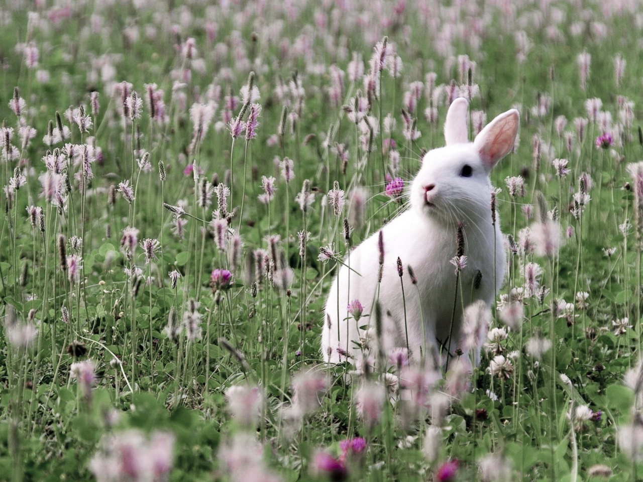 Das White Rabbit In Flower Field Wallpaper 1280x960