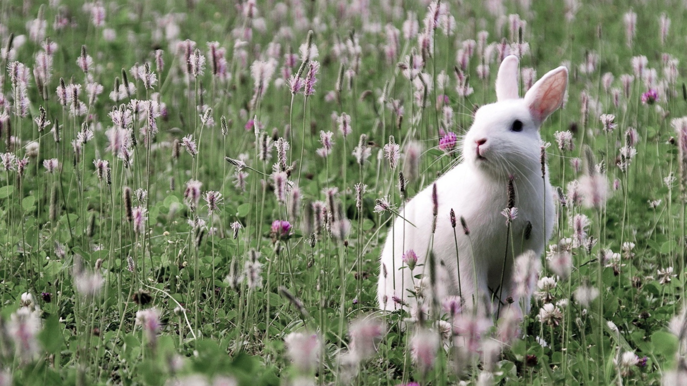 Обои White Rabbit In Flower Field 1366x768