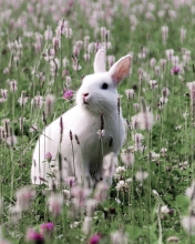 Das White Rabbit In Flower Field Wallpaper 176x220