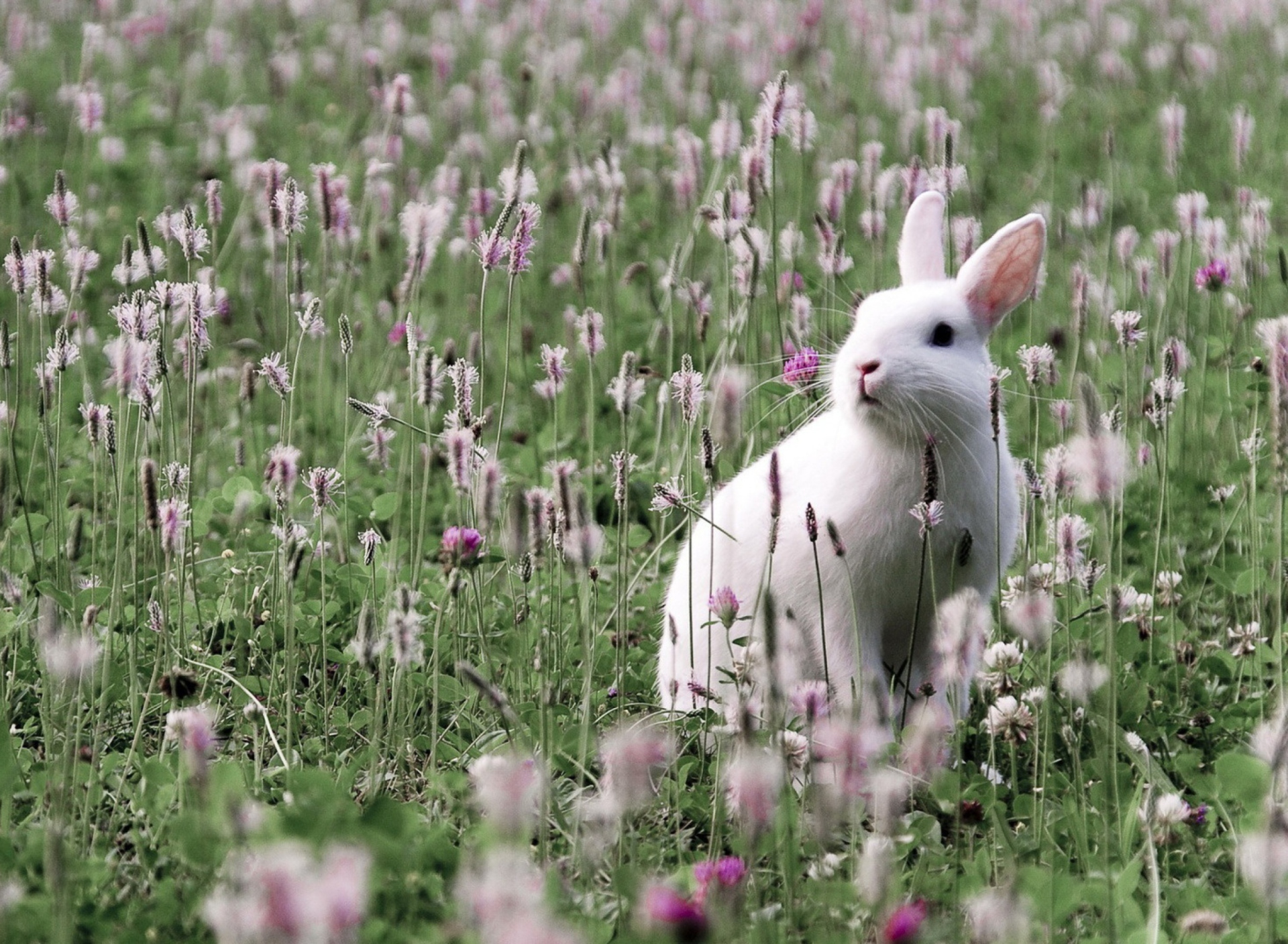 Fondo de pantalla White Rabbit In Flower Field 1920x1408