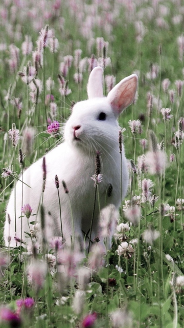 Screenshot №1 pro téma White Rabbit In Flower Field 360x640