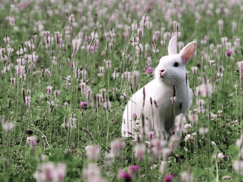 White Rabbit In Flower Field screenshot #1 800x600
