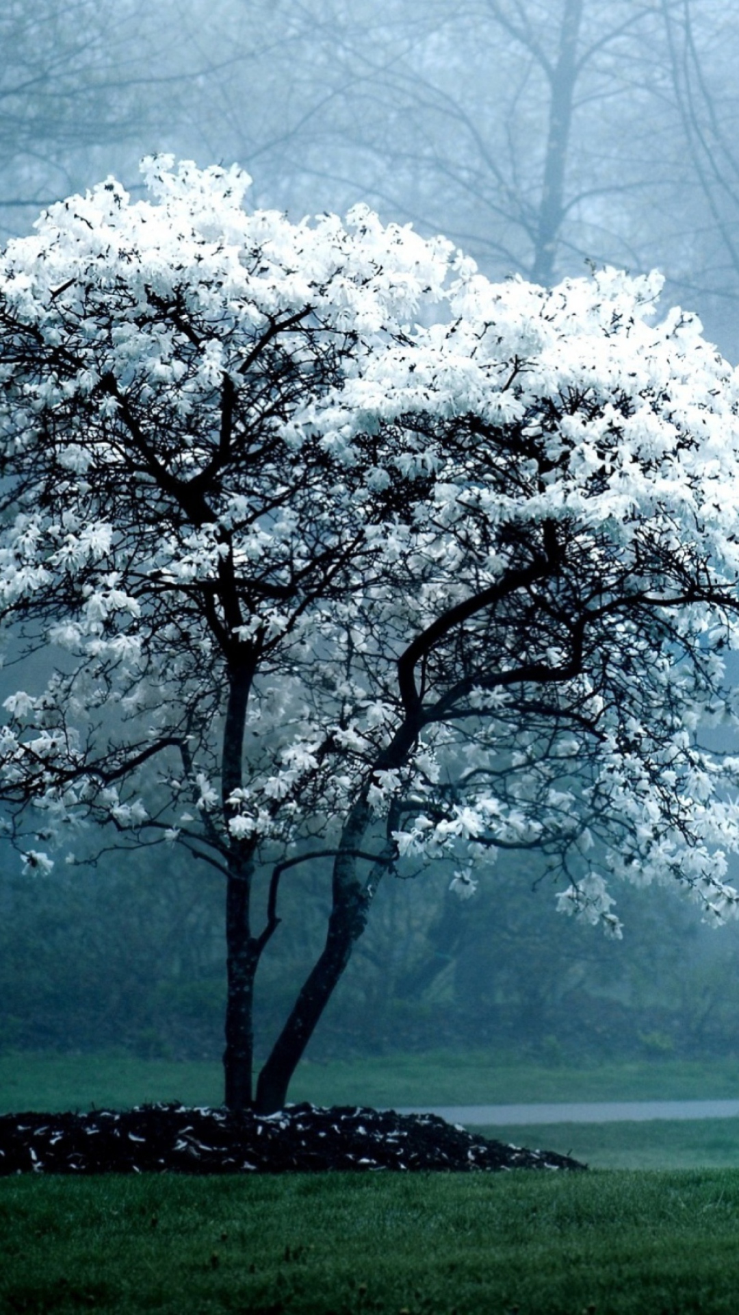 Fondo de pantalla White Magnolia Tree 1080x1920