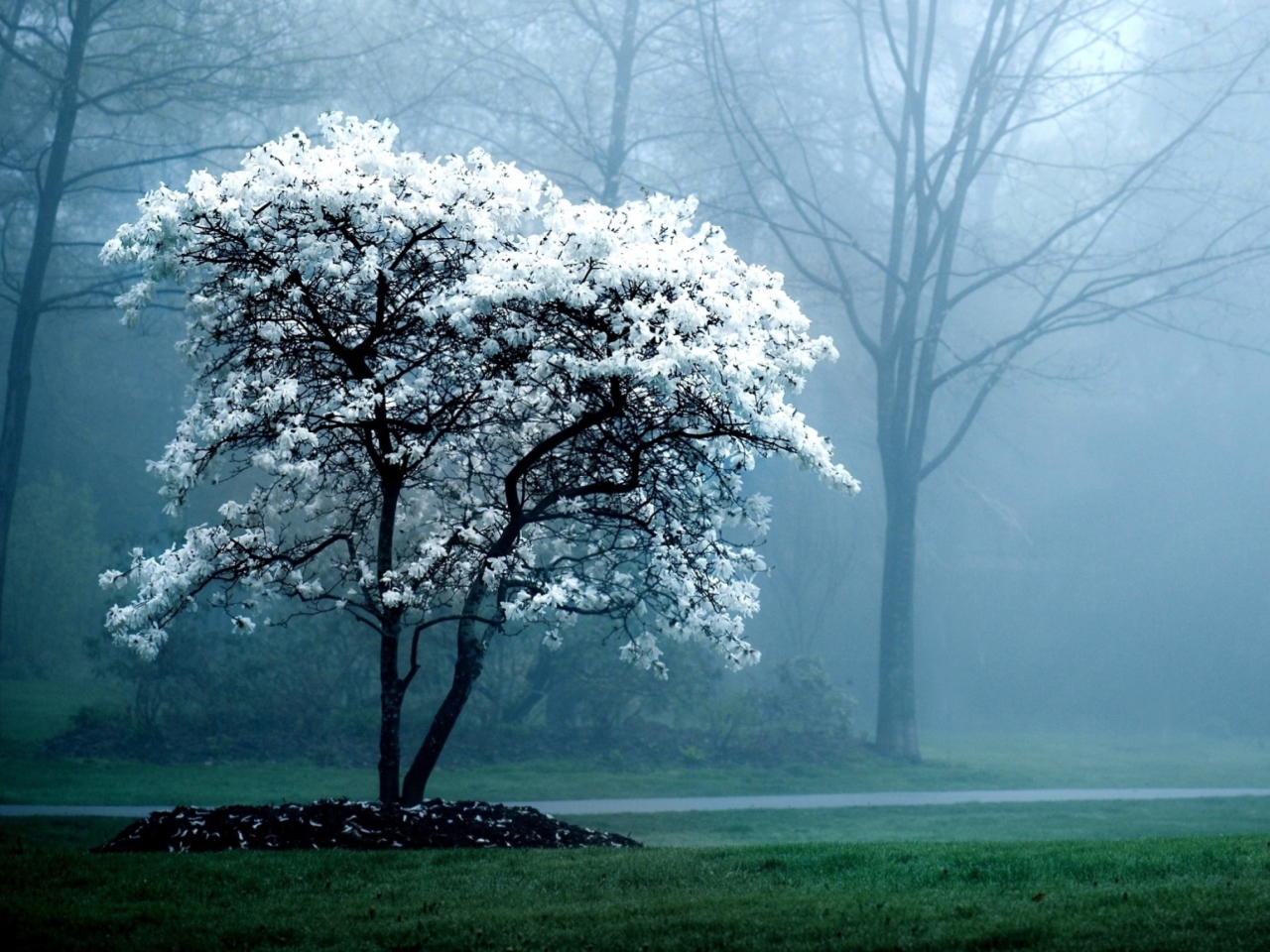 Fondo de pantalla White Magnolia Tree 1280x960