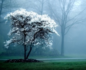 White Magnolia Tree screenshot #1 176x144