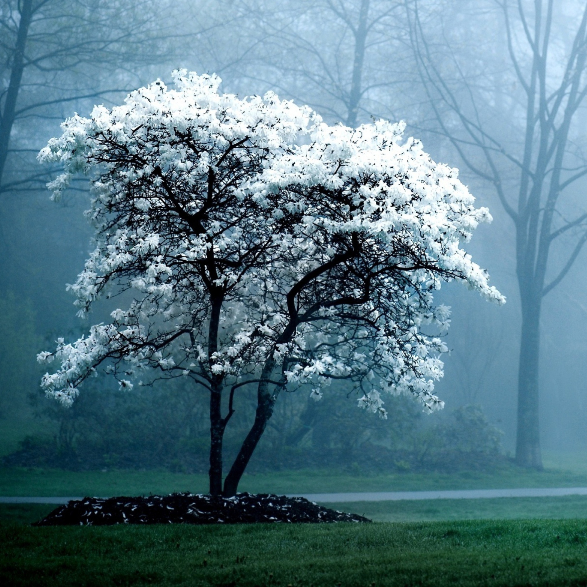 White Magnolia Tree wallpaper 2048x2048