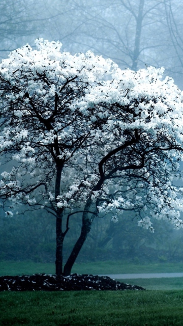 Fondo de pantalla White Magnolia Tree 360x640
