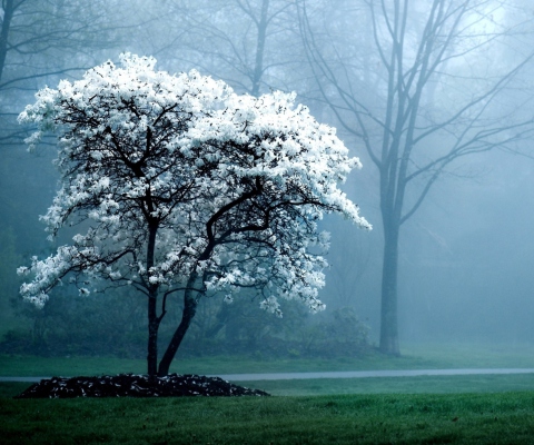 Fondo de pantalla White Magnolia Tree 480x400