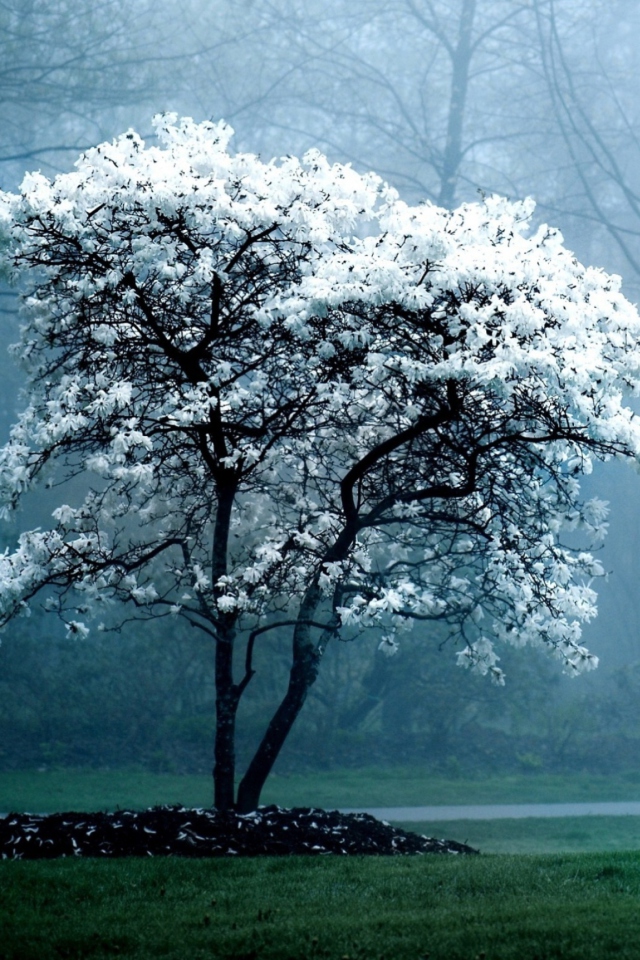 Das White Magnolia Tree Wallpaper 640x960