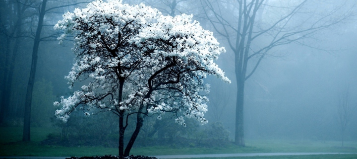 Fondo de pantalla White Magnolia Tree 720x320