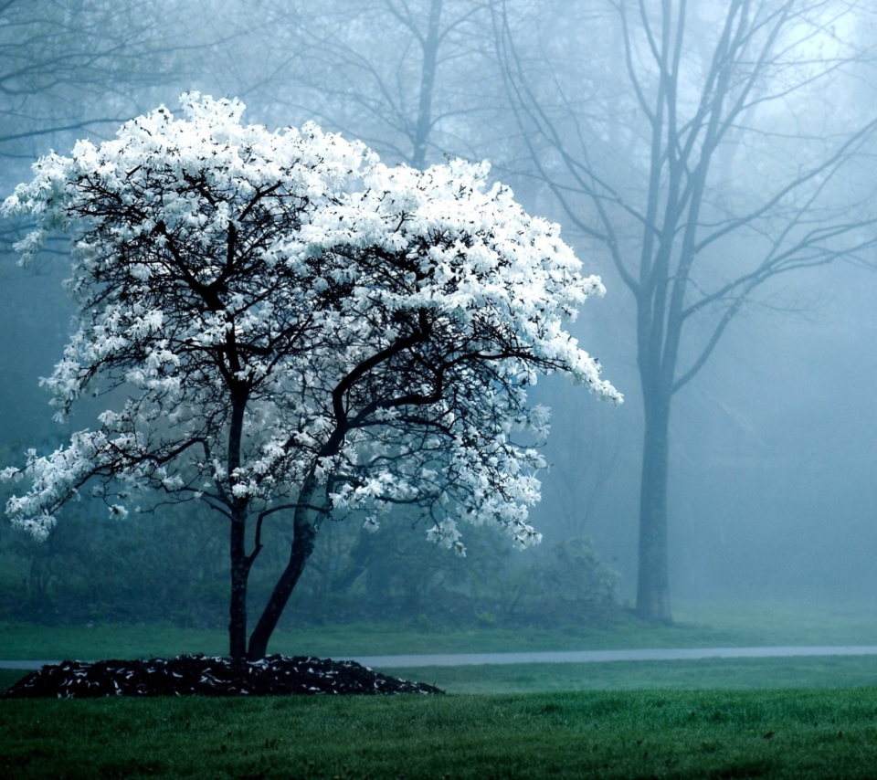 Das White Magnolia Tree Wallpaper 960x854